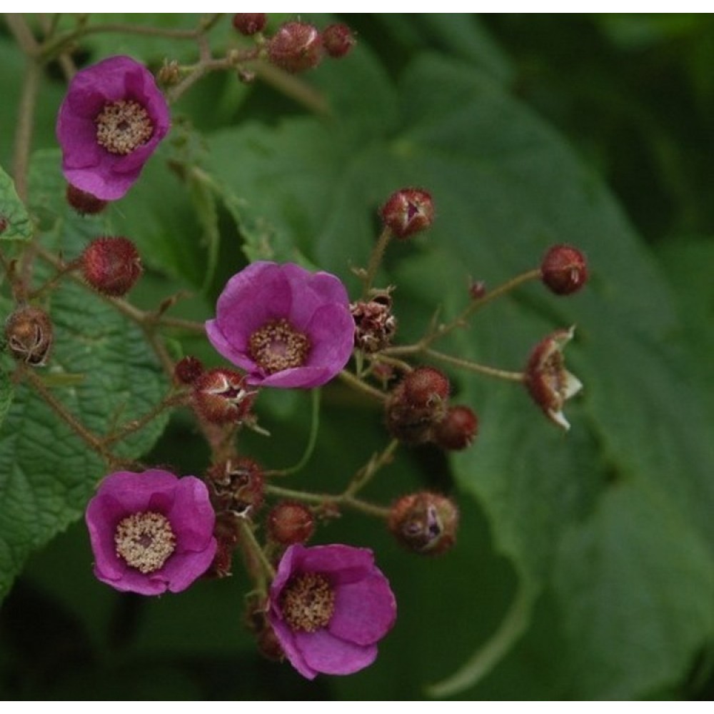 Gervuogė kvapioji (Rubus odoratus)