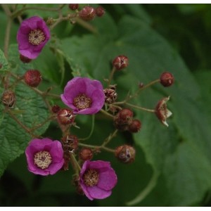 Gervuogė kvapioji (Rubus odoratus)