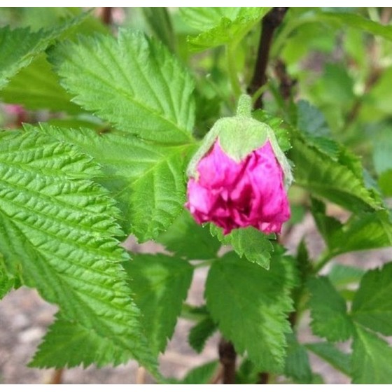 Avietė puošnioji  (Rubus spectabilis) 'OLYMPIC DOUBLE'