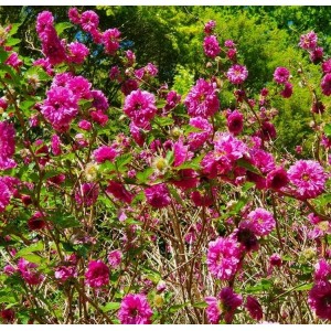 Avietė puošnioji (Rubus spectabilis) 'OLYMPIC DOUBLE'