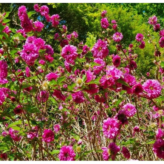 Avietė puošnioji  (Rubus spectabilis) 'OLYMPIC DOUBLE'