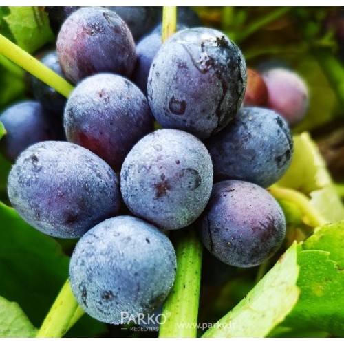 Vynuogė (Vitis vinifera) 'GOLUBOK'
