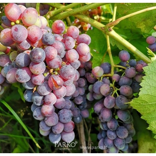 Vynuogė (Vitis vinifera) 'LIUX'