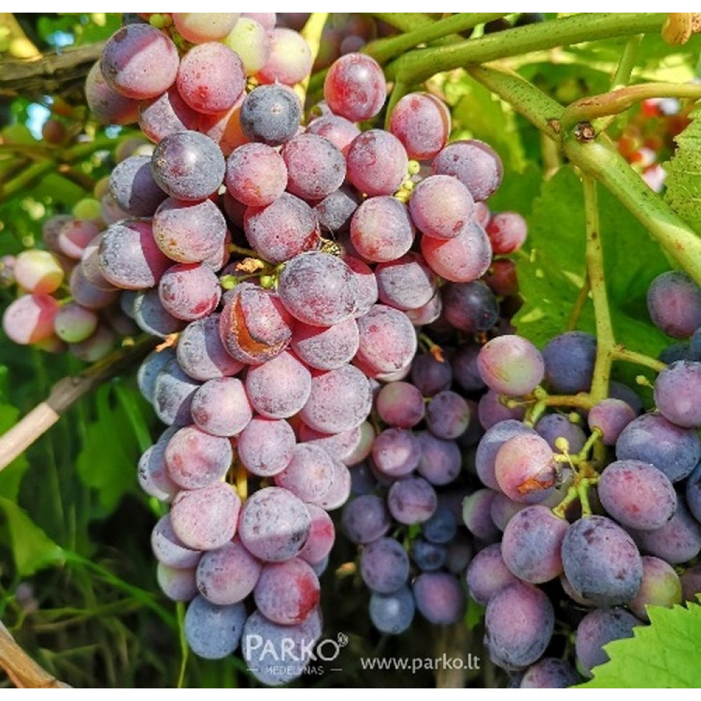 Vynuogė (Vitis vinifera) 'LIUX'