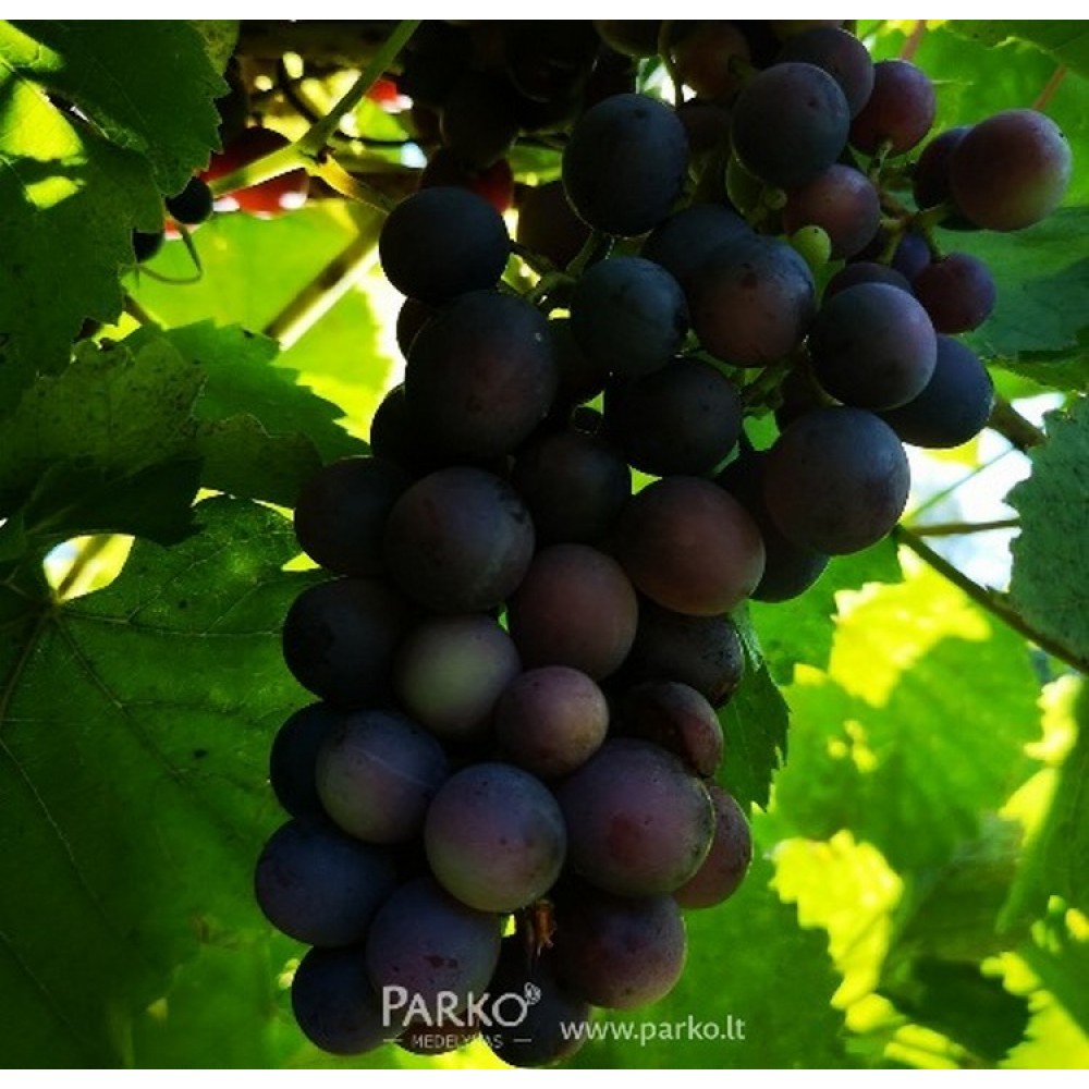 Vynuogė (Vitis vinifera) 'MEDINA'