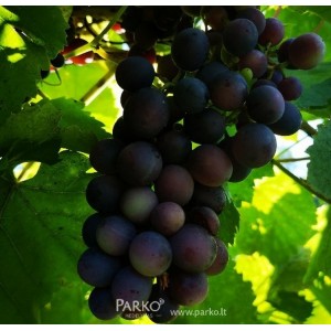 Vynuogė (Vitis vinifera) 'MEDINA'