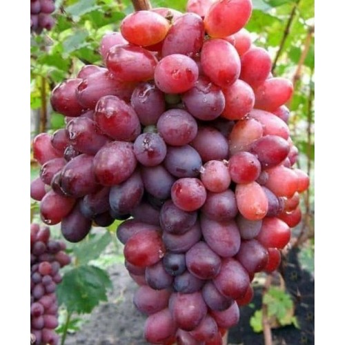 Vynuogė (Vitis vinifera) 'VIKTORIJA'