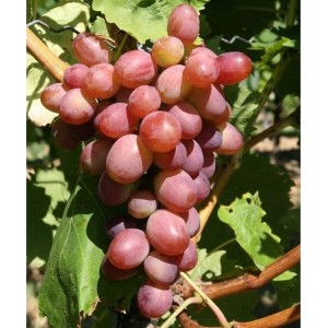 Vynuogė (Vitis vinifera) 'VIKTORIJA'
