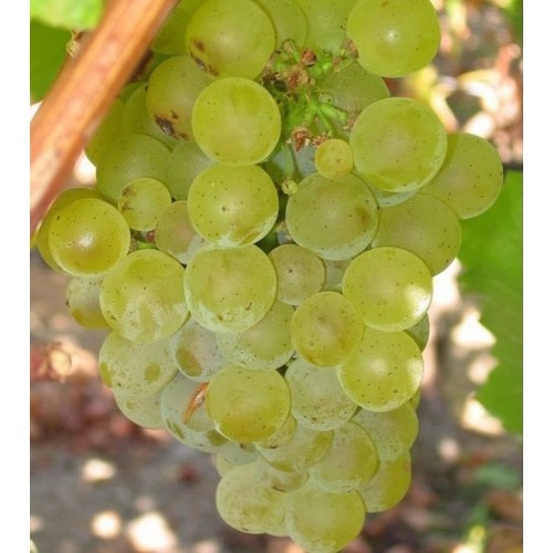 Vynuogė (Vitis vinifera) 'CHARDONNAY'