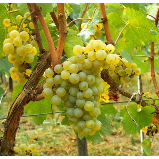 Vynuogė (Vitis vinifera) 'CHARDONNAY'