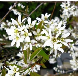 Medlieva alksnialapė (Amelanchier alnifolia) 'MARTIN'