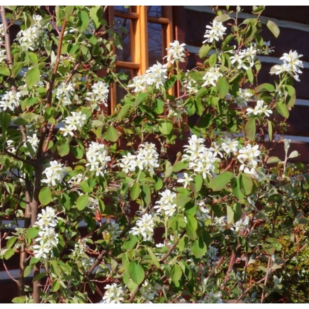 Medlieva alksnialapė (Amelanchier alnifolia) 'KRASNOJARSKAJA'