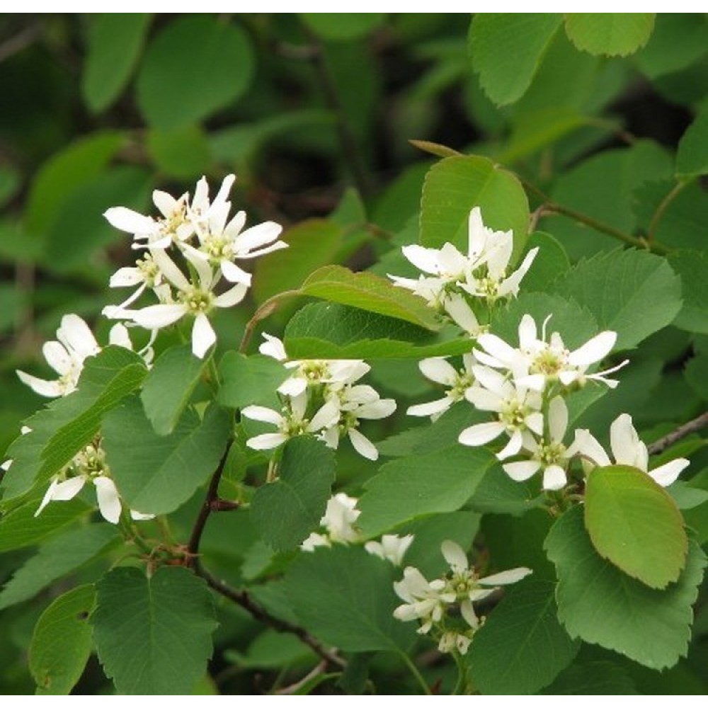 Medlieva alksnialapė (Amelanchier alnifolia var. cusickii) 