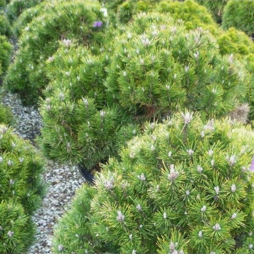 Pušis kalninė (Pinus mugo) 'HESSE'