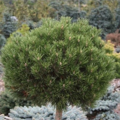 Pušis kalninė (Pinus mugo) 'HESSE'