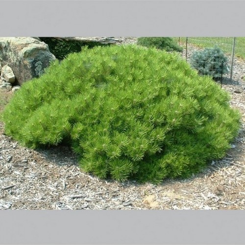 Pušis gausiažiedė (Pinus densiflora) 'LOW GLOW'