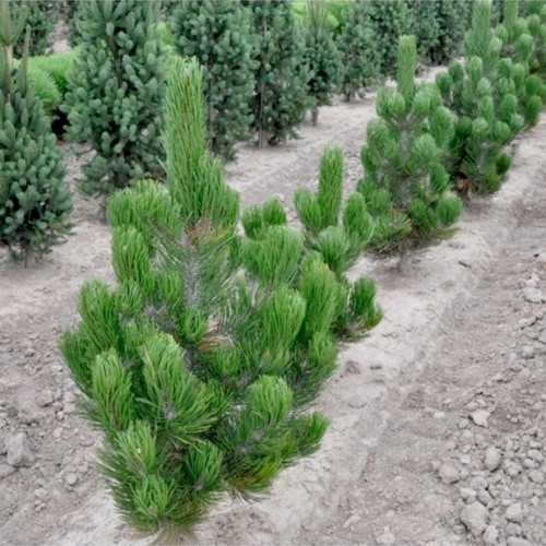 Pušis baltažievė (Pinus heldreichii) 'SATELLIT' (syn. P. leucodermis)