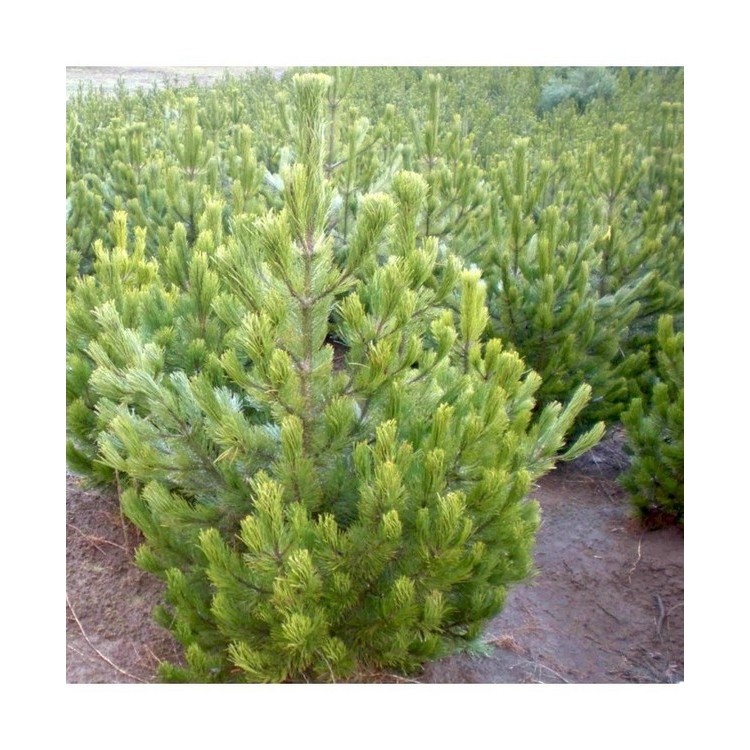 Pušis baltažievė (Pinus heldreichii) (syn. P. leucodermis)