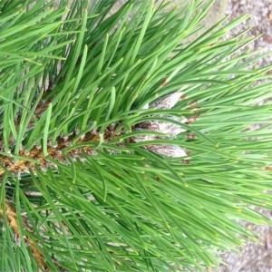 Pušis baltažievė (Pinus heldreichii) (syn. P. leucodermis)