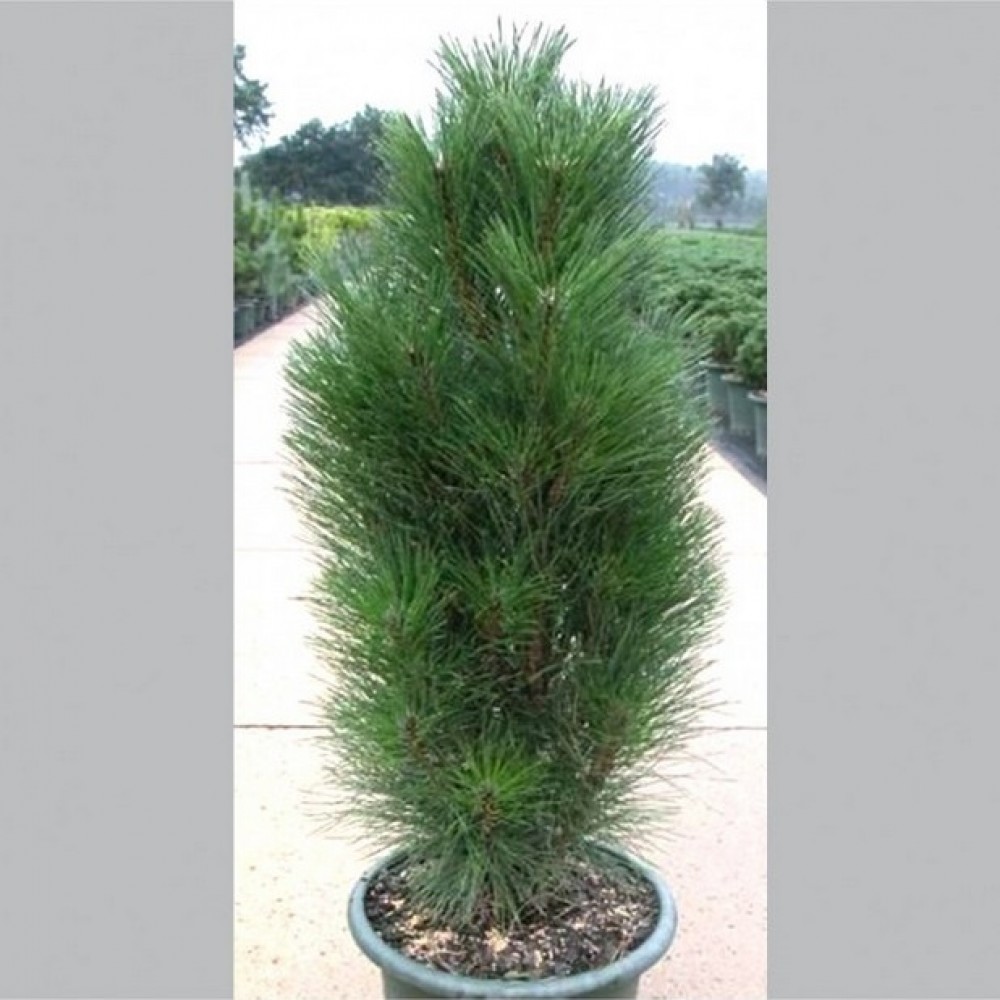 Pušis juodoji (Pinus nigra) 'GREEN TOWER'