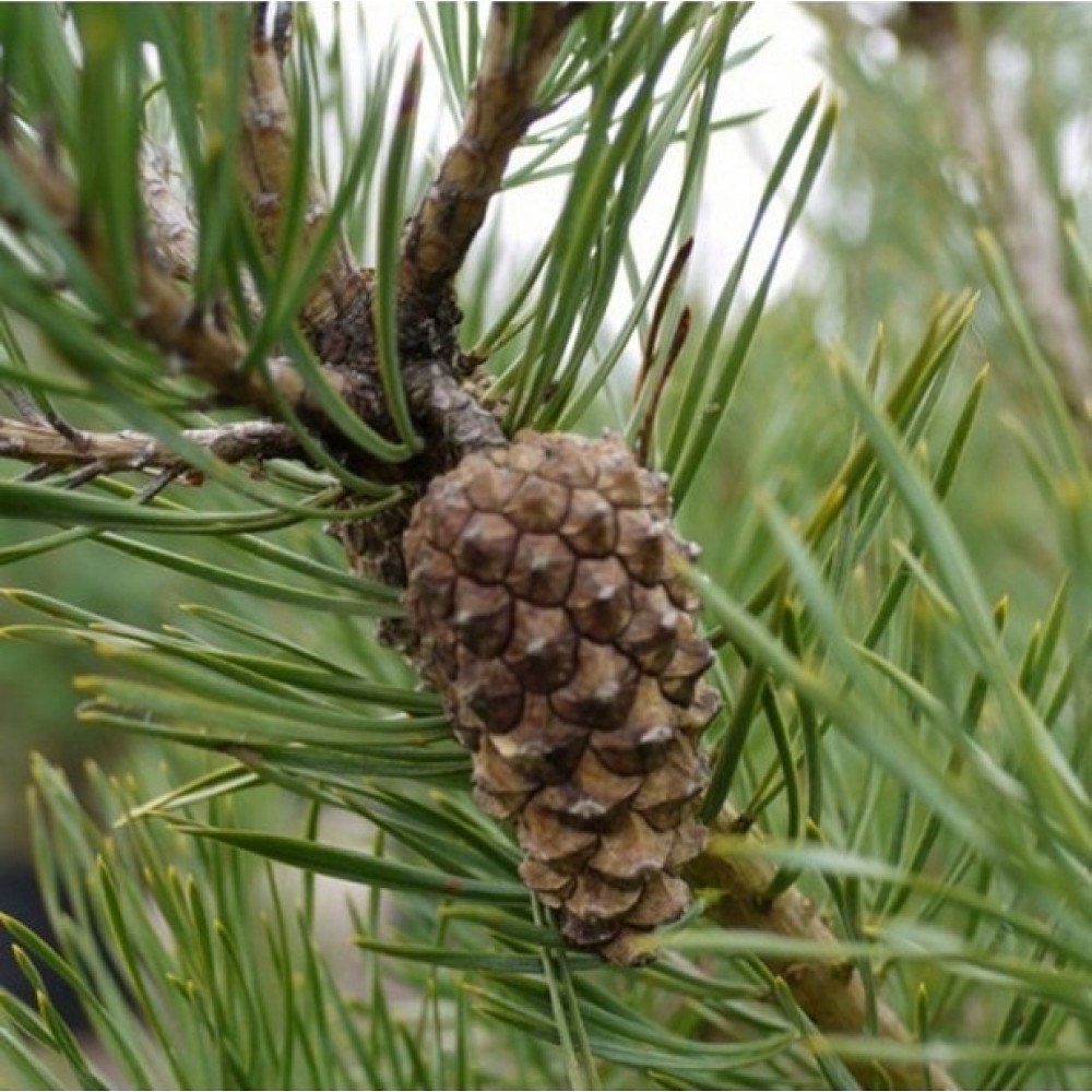 Pušis paprastoji (Pinus sylvestris)