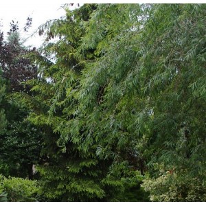 Gluosnis svyruoklinis (Salix babylonica var. pekinensis) 'PENDULA'