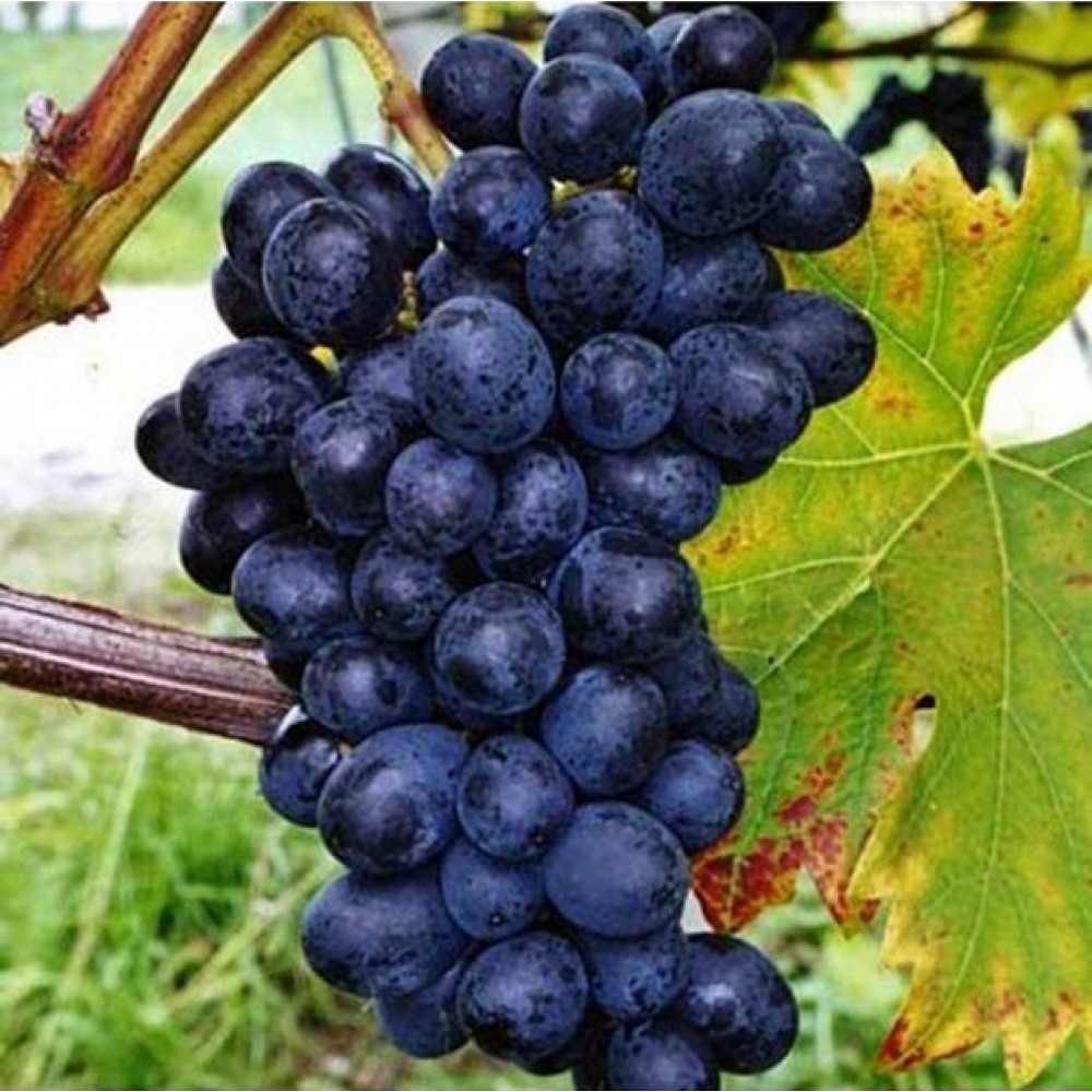 Vynuogė (Vitis vinifera) 'NERO'