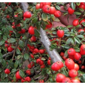 Kaulenis (Cotoneaster procumbens) 'QUEEN OF CARPETS'