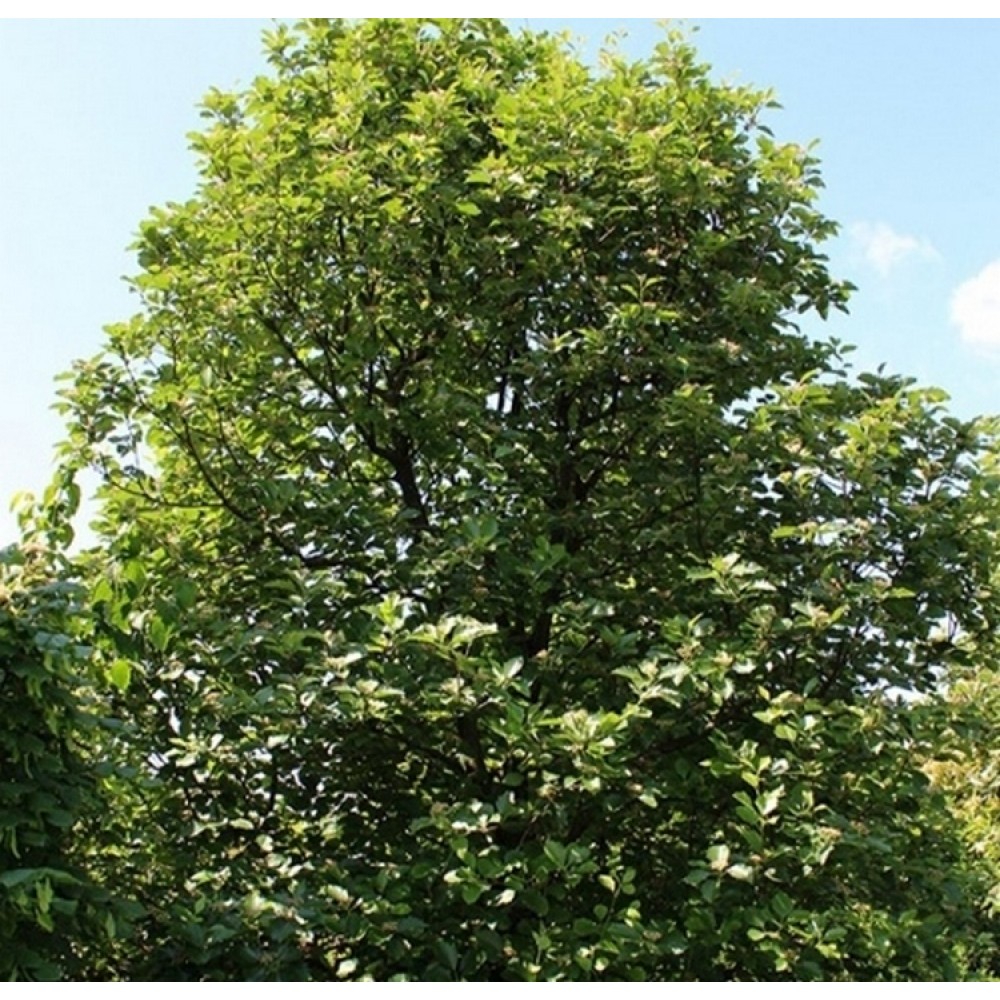 Šermukšnis (Sorbus veszpremensis)