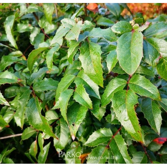 Mahonija dygialapė (Mahonia aquifolium)