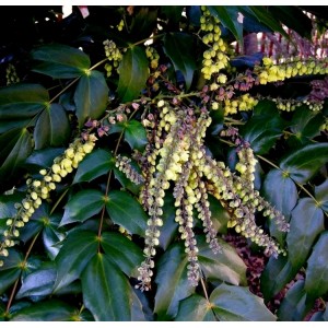 Mahonija japoninė (Mahonia japonica)
