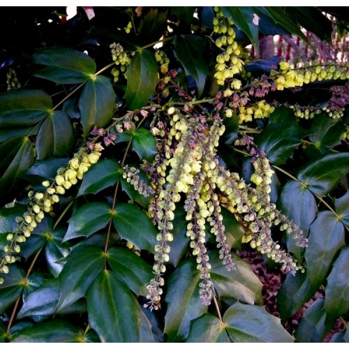 Mahonija japoninė (Mahonia japonica)
