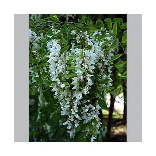 Robinija baltažiedė (Robinia pseudoacacia) 'ROZYNSKIANA'