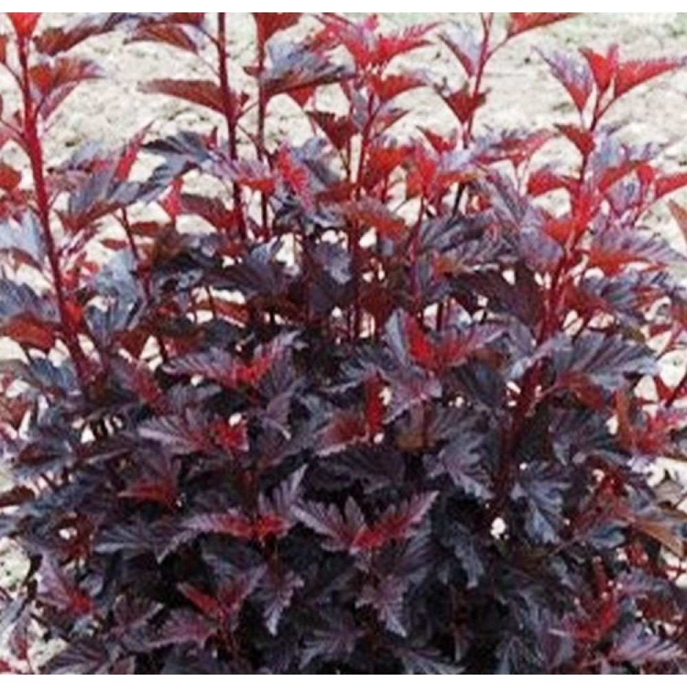 Pūslenis putinalapis (Physocarpus opulifolius) 'ALL BLACK'®