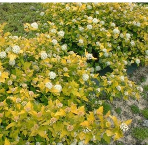 Pūslenis putinalapis (Physocarpus opulifolius) 'ANGEL GOLD 'PBR