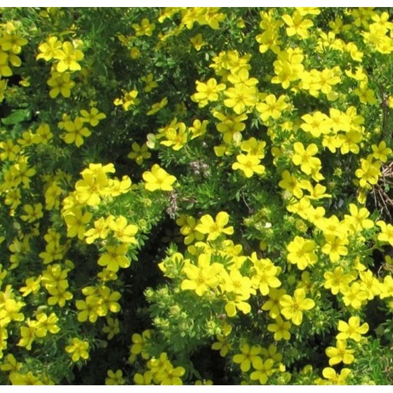 Sidabrakrūmis (Potentilla fruticosa) 'GOLDEN DWARF'