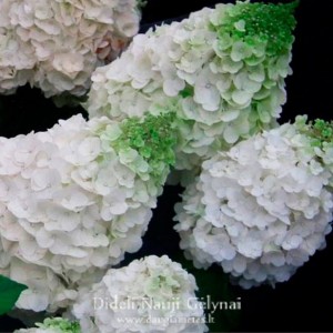 Hortenzija šluotelinė (Hydrangea paniculata) 'MAGICAL MONT BLANC'®