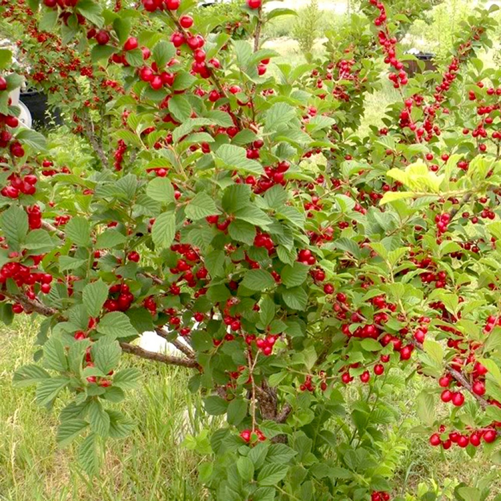 Vyšnia pūkuotoji (Prunus tomentosa) 