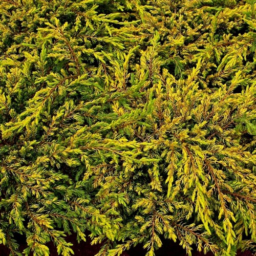 Kadagys kininis (Juniperus chinensis) 'GOLD SCHATZ'