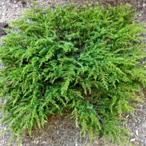 Kadagys paprastasis (Juniperus communis) 'GREEN CARPET'