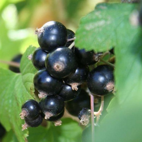 Serbentas juodasis (Ribes nigrum) 'OJEBYN'