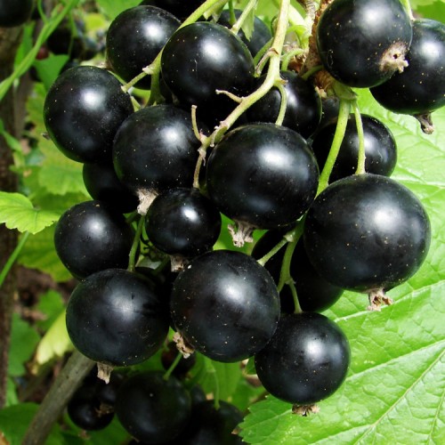 Serbentas juodasis (Ribes nigrum) 'TISEL'
