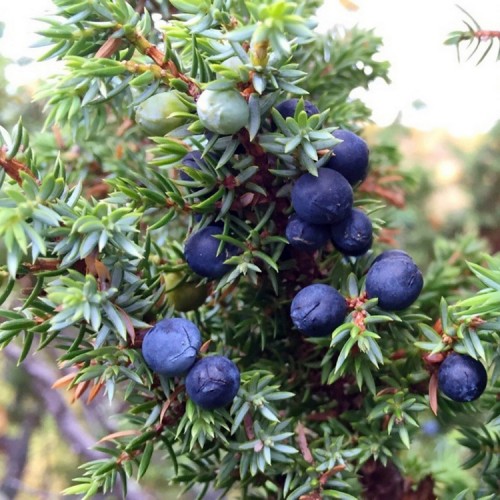 Kadagys paprastasis (Juniperus communis) 'NORWEGEN'