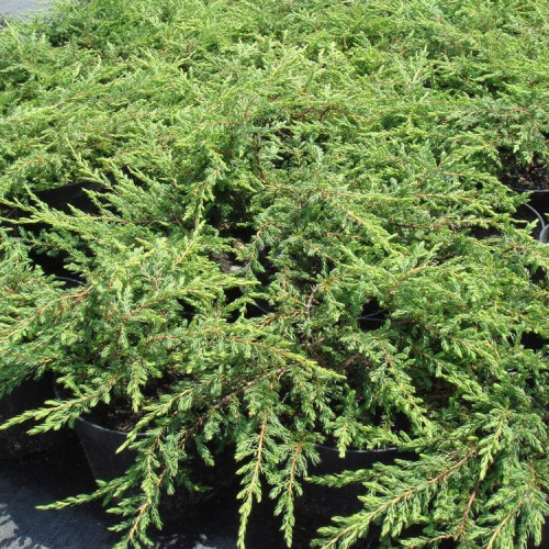 Kadagys paprastasis (Juniperus communis) 'REPANDA'