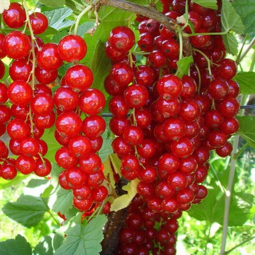 Serbentas raudonasis (Ribes rubrum) 'Jonkheer van Tets' 
