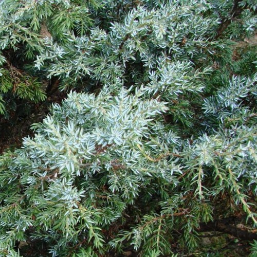 Kadagys paprastasis (Juniperus communis) 'STERLING SILVER'