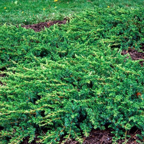Kadagys pajūrinis (Juniperus conferta) 'EMERALD SEA'