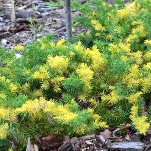 Kadagys pajūrinis (Juniperus conferta) 'GOLDEN WINGS'