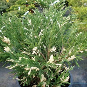 Kadagys gulsčiasis (Juniperus horizontalis) 'ANDORRA VARIEGATA'