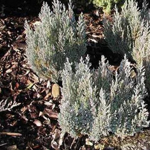 Kadagys gulsčiasis (Juniperus horizontalis) 'GREY PEARL'